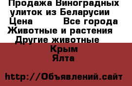 Продажа Виноградных улиток из Беларусии › Цена ­ 250 - Все города Животные и растения » Другие животные   . Крым,Ялта